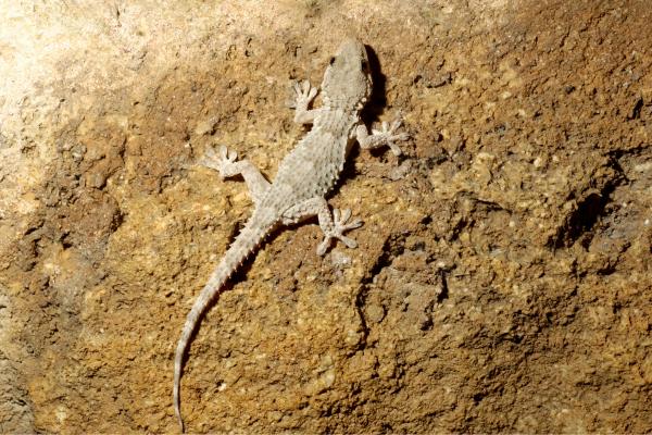 Salamanquesa común o Tarentola mauritanica - Características de la salamanquesa común