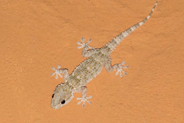 Salamanquesa común o Tarentola mauritanica - Distribución de la salamanquesa común