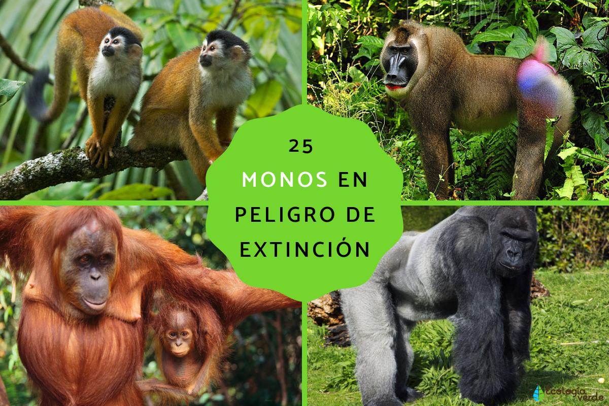 Monos en peligro de extinción