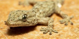 Salamanquesa común o Tarentola mauritanica