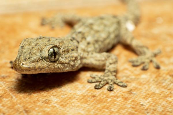 Salamanquesa común o Tarentola mauritanica