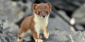 Comadreja común o Mustela nivalis