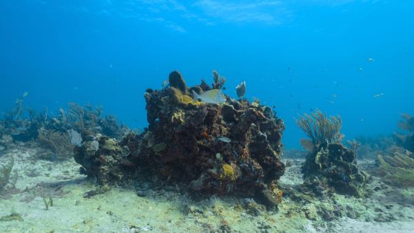 En 1972, Florida arrojó hasta dos millones de neumáticos al mar para crear un arrecife y salió mal: 50 años después los siguen retirando - El plan parecía perfecto: convertir millones de neumáticos usados en un arrecife