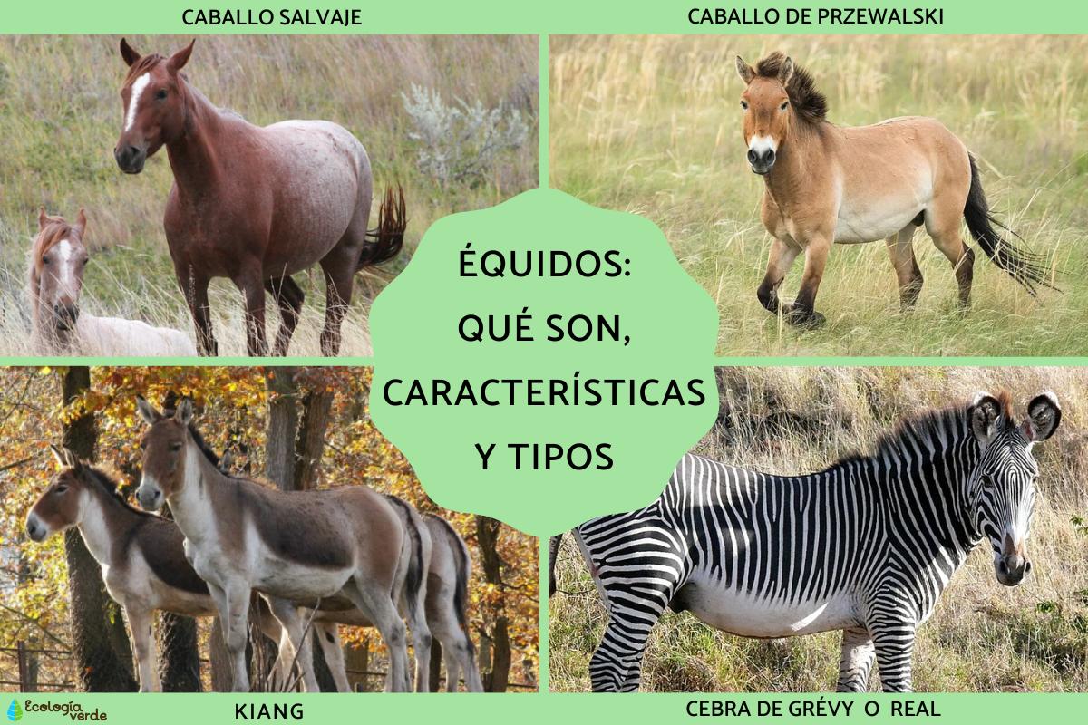 Équidos: qué son, características y tipos