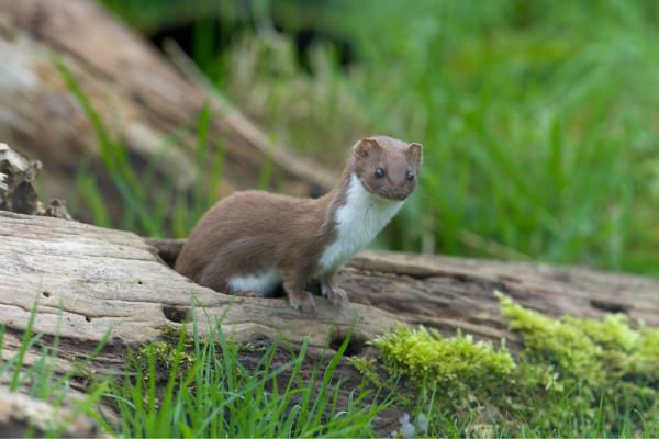 Comadreja común o Mustela nivalis - Hábitat de la comadreja común