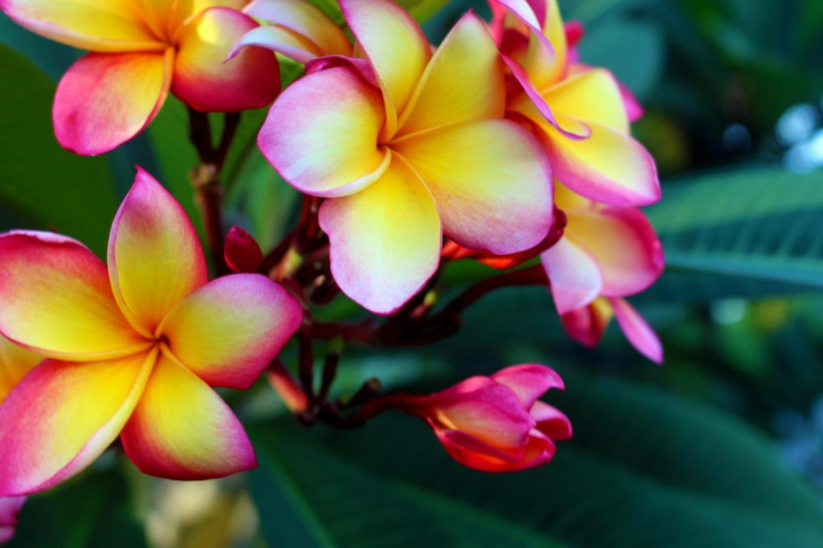 Plumeria rubra: cuidados
