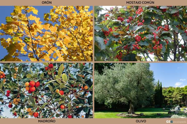 Río Arno - Flora y fauna del río Arno