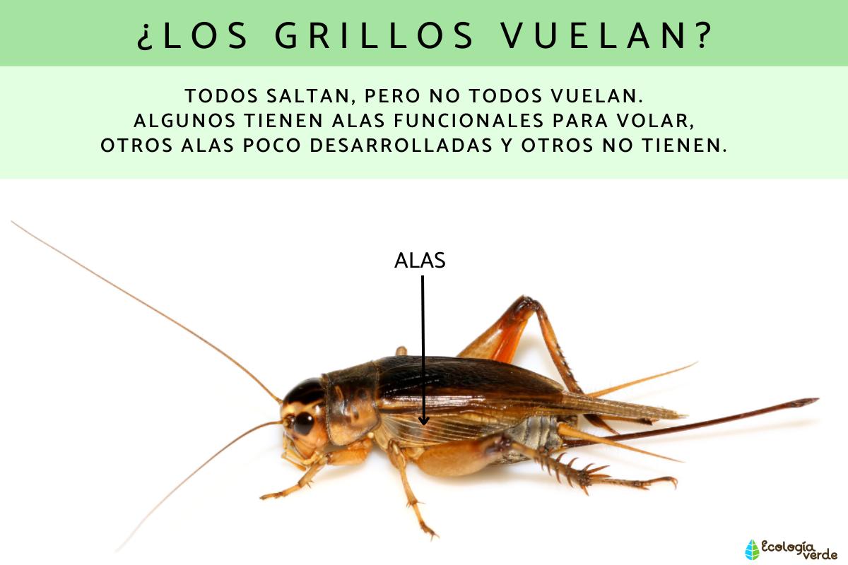 ¿Los grillos vuelan?