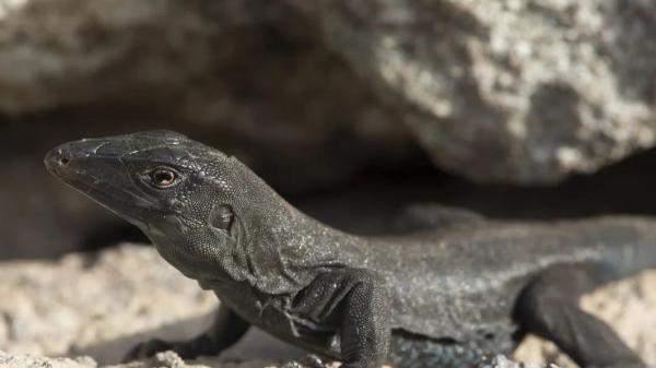 En 2012, una isla del Caribe estaba al borde del colapso: ahora es un paraíso natural lleno de vida - Los lagartos endémicos y las aves regresaron con fuerza tras la restauración de Redonda