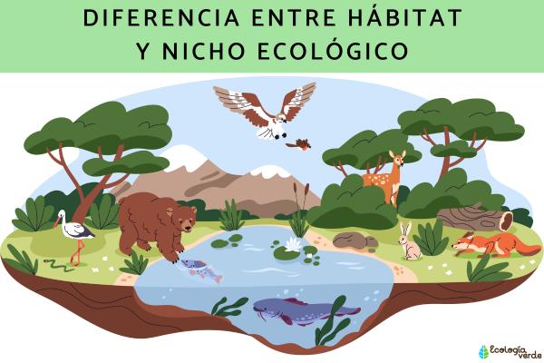 Diferencia entre hábitat y nicho ecológico con ejemplos