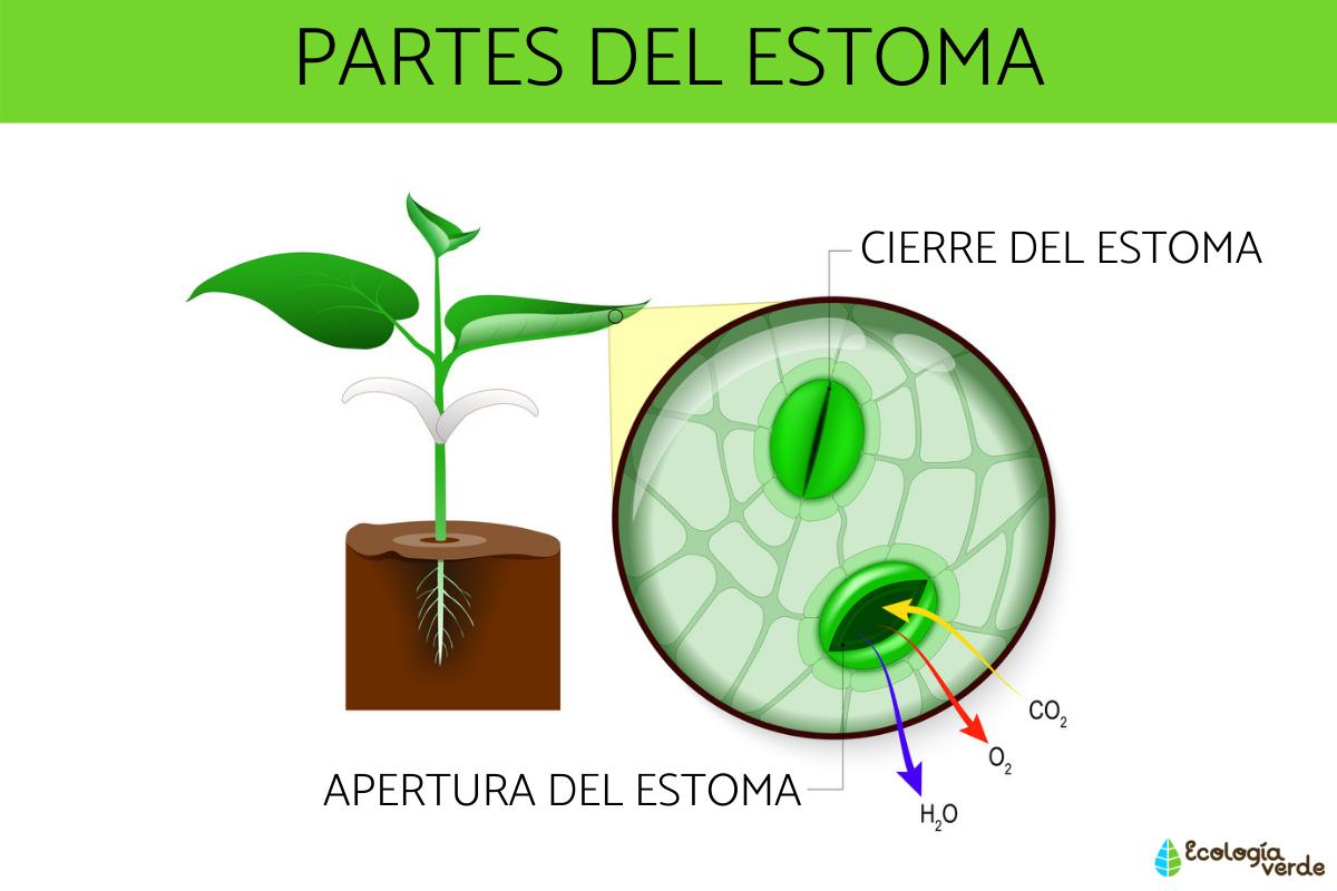 Partes del estoma