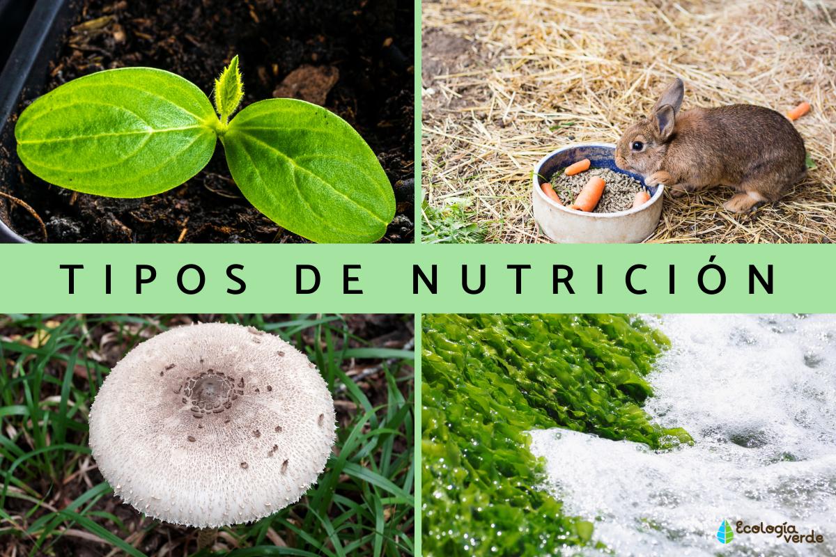 Tipos de nutrición