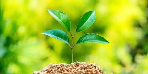 Energía biomasa: qué es, cómo se obtiene, tipos y ventajas