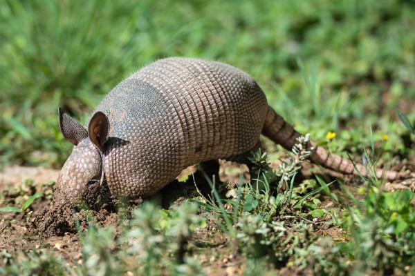 Tipos de armadillos - Armadillo de nueve bandas (Dasypus novemcinctus)
