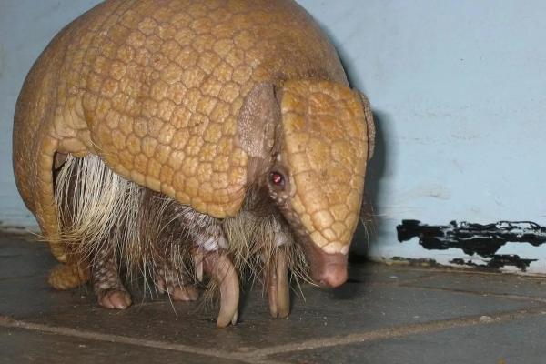 Tipos de armadillos - Armadillo de tres bandas brasileño (Tolypeutes tricinctus)