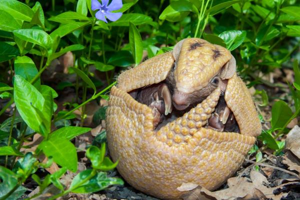 Tipos de armadillos - Armadillo de tres bandas del sur (Tolypeutes matacus)