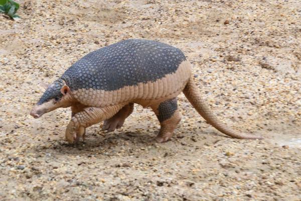 Tipos de armadillos - Armadillo gigante (Priodontes maximus)