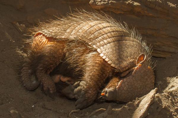 Tipos de armadillos - Armadillo peludo (Chaetophractus villosus)