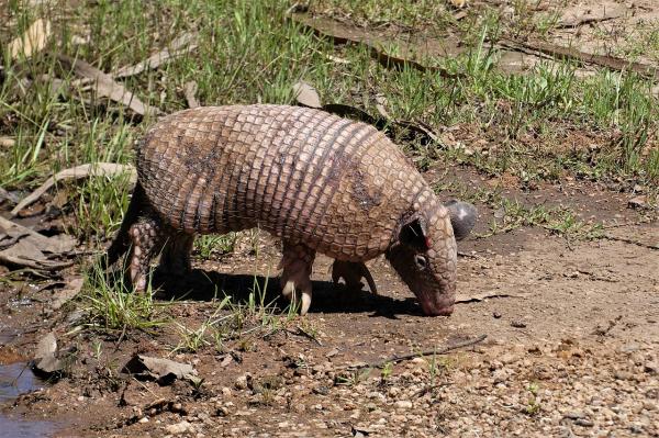 Tipos de armadillos - Cabasú grande (Cabassous tatouay)