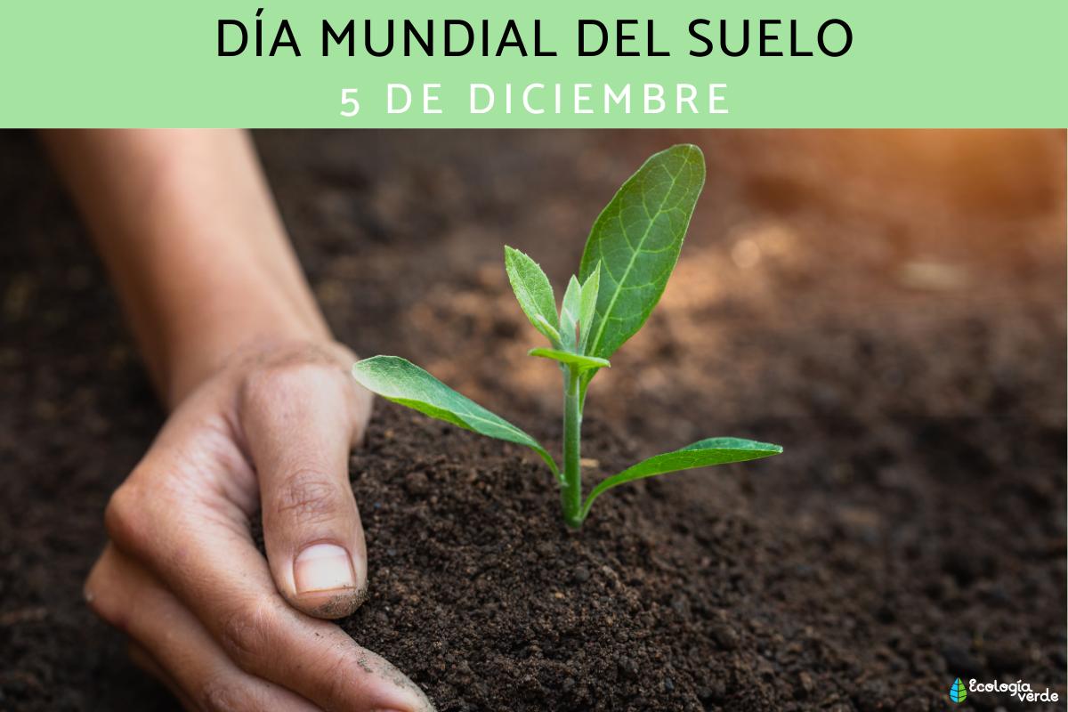 Día Mundial del Suelo: cuándo se celebra y por qué