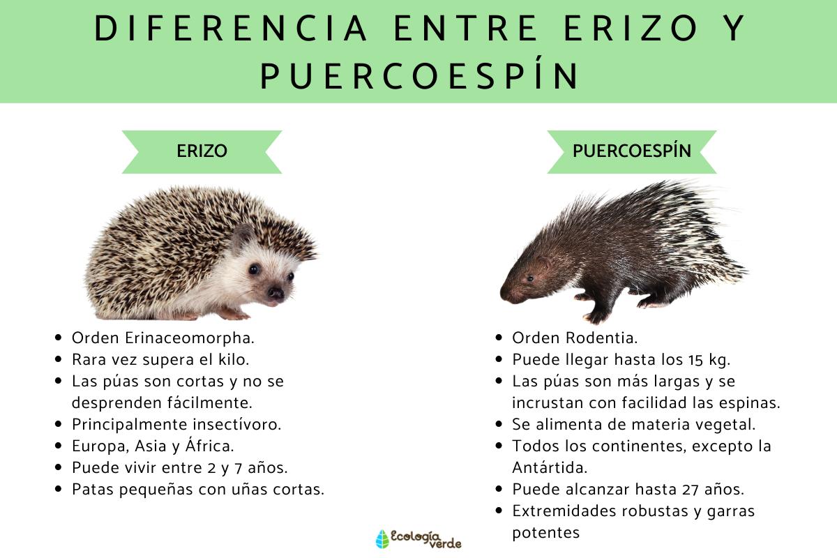 Diferencia entre erizo y puercoespín