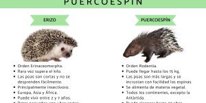 Diferencia entre erizo y puercoespín