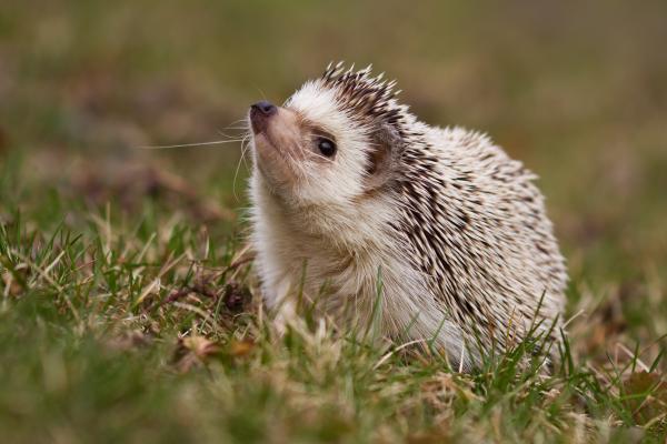 Diferencia entre erizo y puercoespín - Hábitat y comportamiento