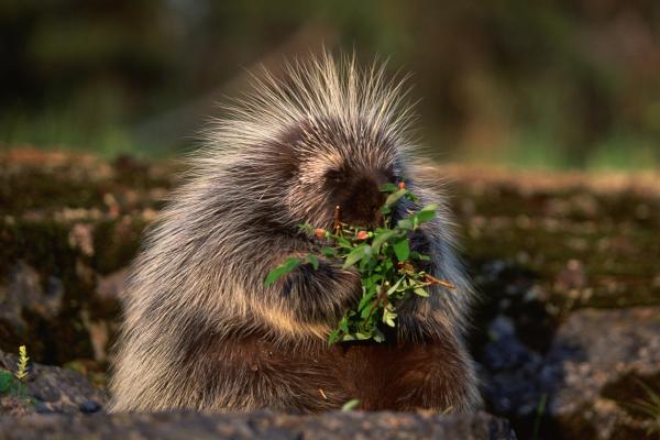 Diferencia entre erizo y puercoespín - Hábitos alimenticios