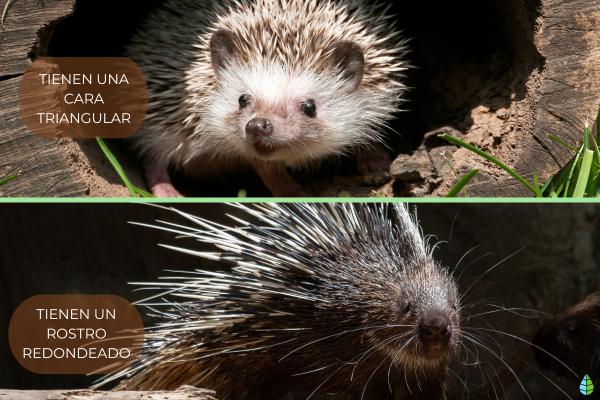 Diferencia entre erizo y puercoespín - Morfología facial y adaptaciones locomotoras