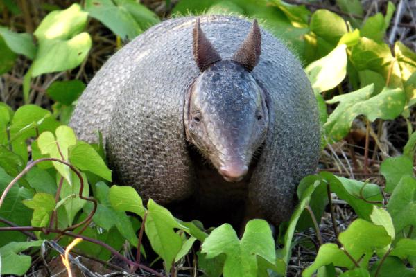 Tipos de armadillos - Mulita (Dasypus hybridus)