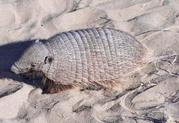 Tipos de armadillos - Pichi peludo (Chaetophractus vellerosus)