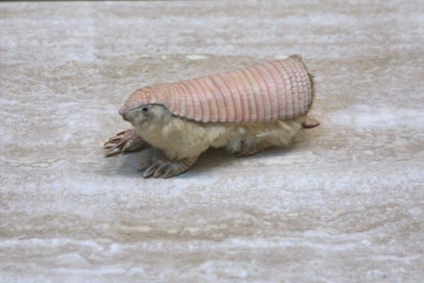 Tipos de armadillos - Pichiciego menor (Chlamyphorus truncatus)