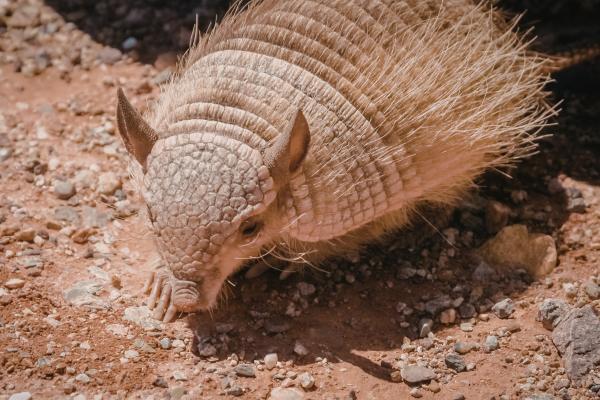 Tipos de armadillos - Quirquincho andino (Chaetophractus nationi)
