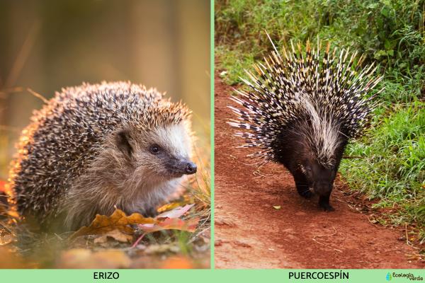 Diferencia entre erizo y puercoespín - Taxonomía y tamaño