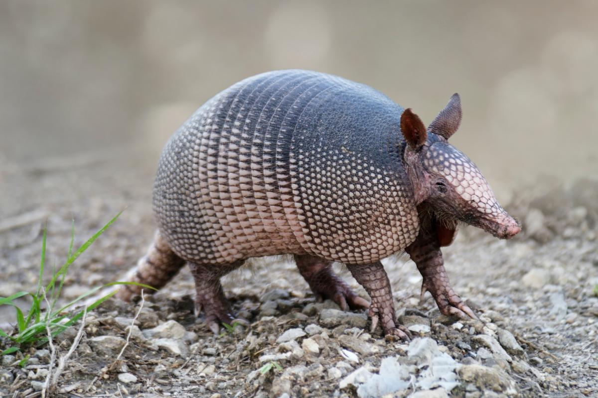 Tipos de armadillos