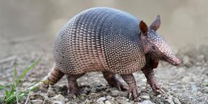 Tipos de armadillos