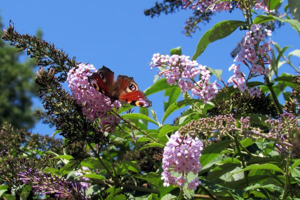 Plantas que atraen a las mariposas - Budleia o arbusto de las mariposas