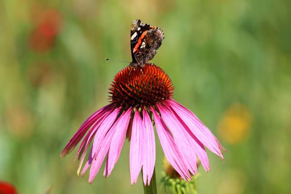 Plantas que atraen a las mariposas - Equinácea