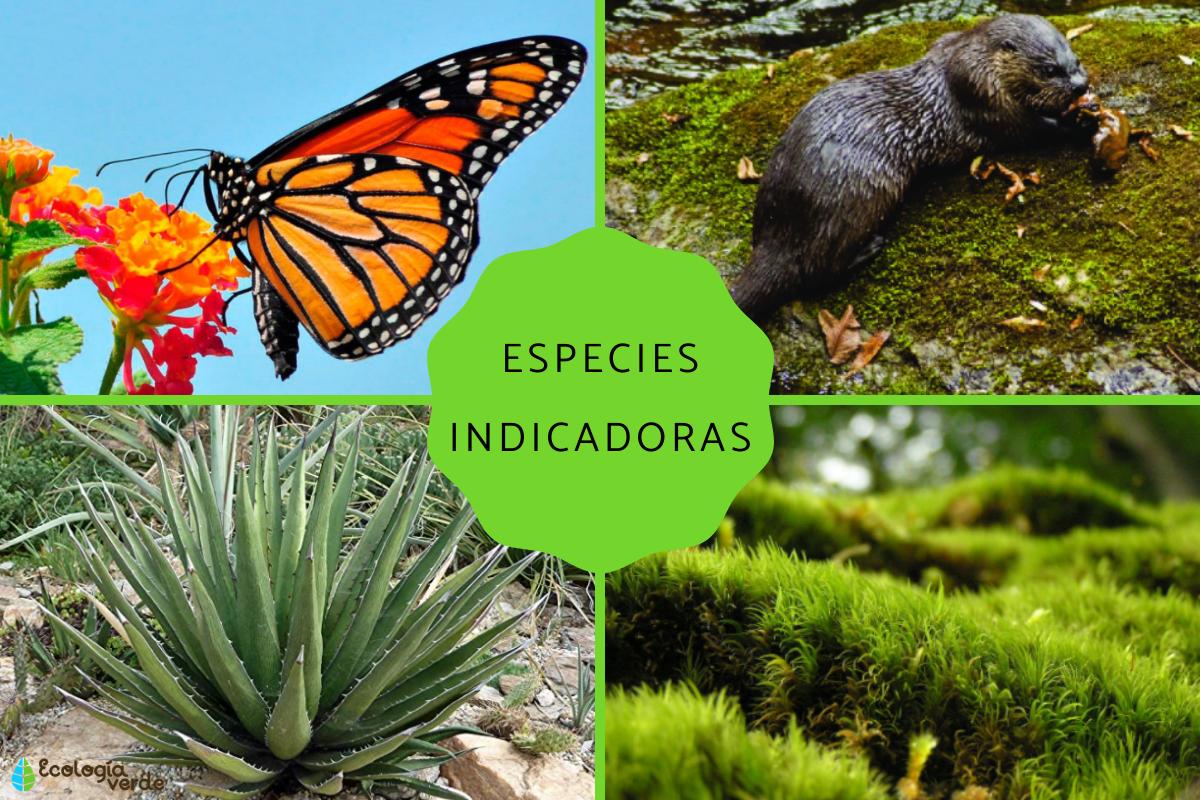 Especies indicadoras: qué son y ejemplos