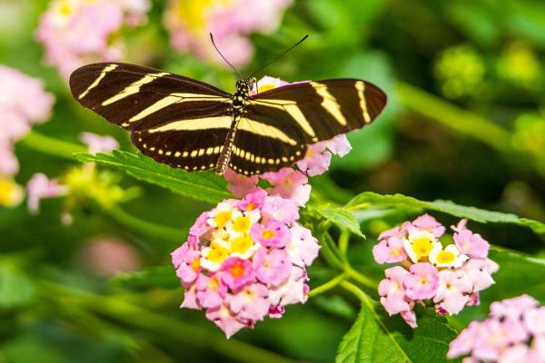 Plantas que atraen a las mariposas - Lantana