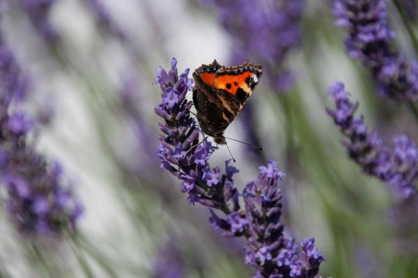 Plantas que atraen a las mariposas - Lavanda