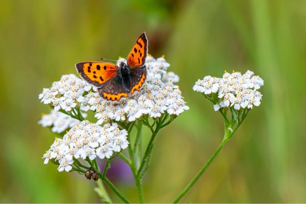 Plantas que atraen a las mariposas - Milenrama