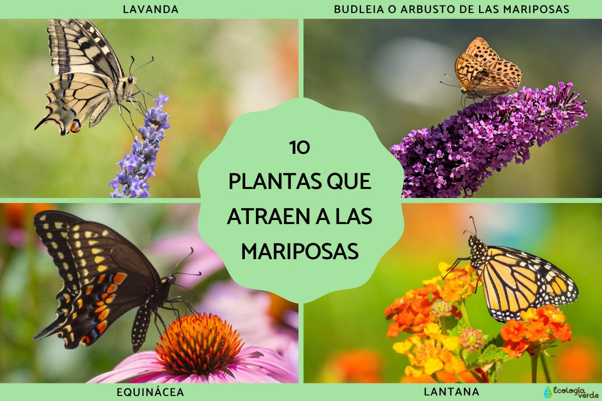 Plantas que atraen a las mariposas