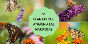Plantas que atraen a las mariposas