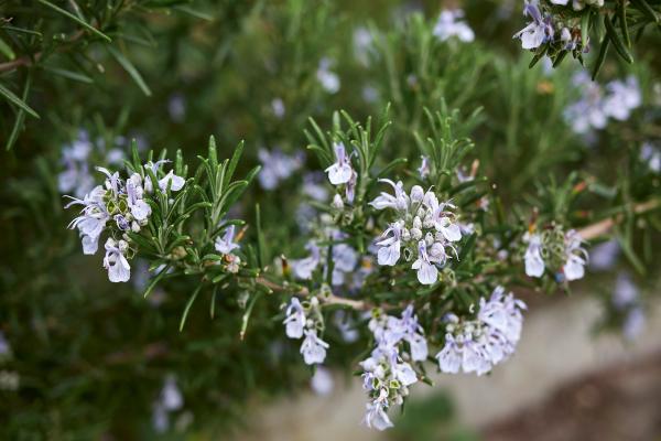 Plantas que atraen a las mariposas - Romero