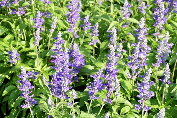 Plantas que atraen a las mariposas - Salvia