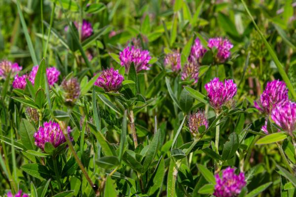 Plantas que atraen a las mariposas - Trébol rojo
