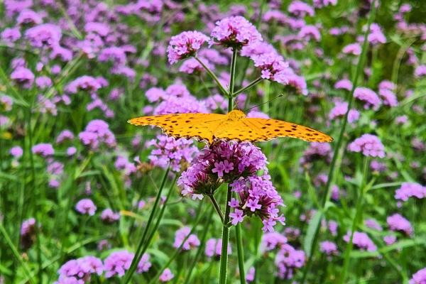 Plantas que atraen a las mariposas - Verbena