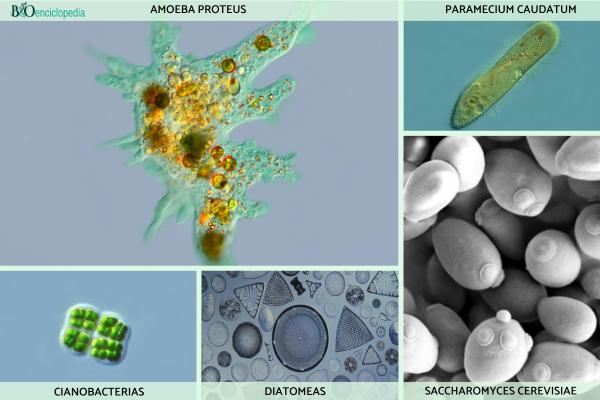 Organismos unicelulares: qué son, características y ejemplos - Ejemplos de los organismos unicelulares 