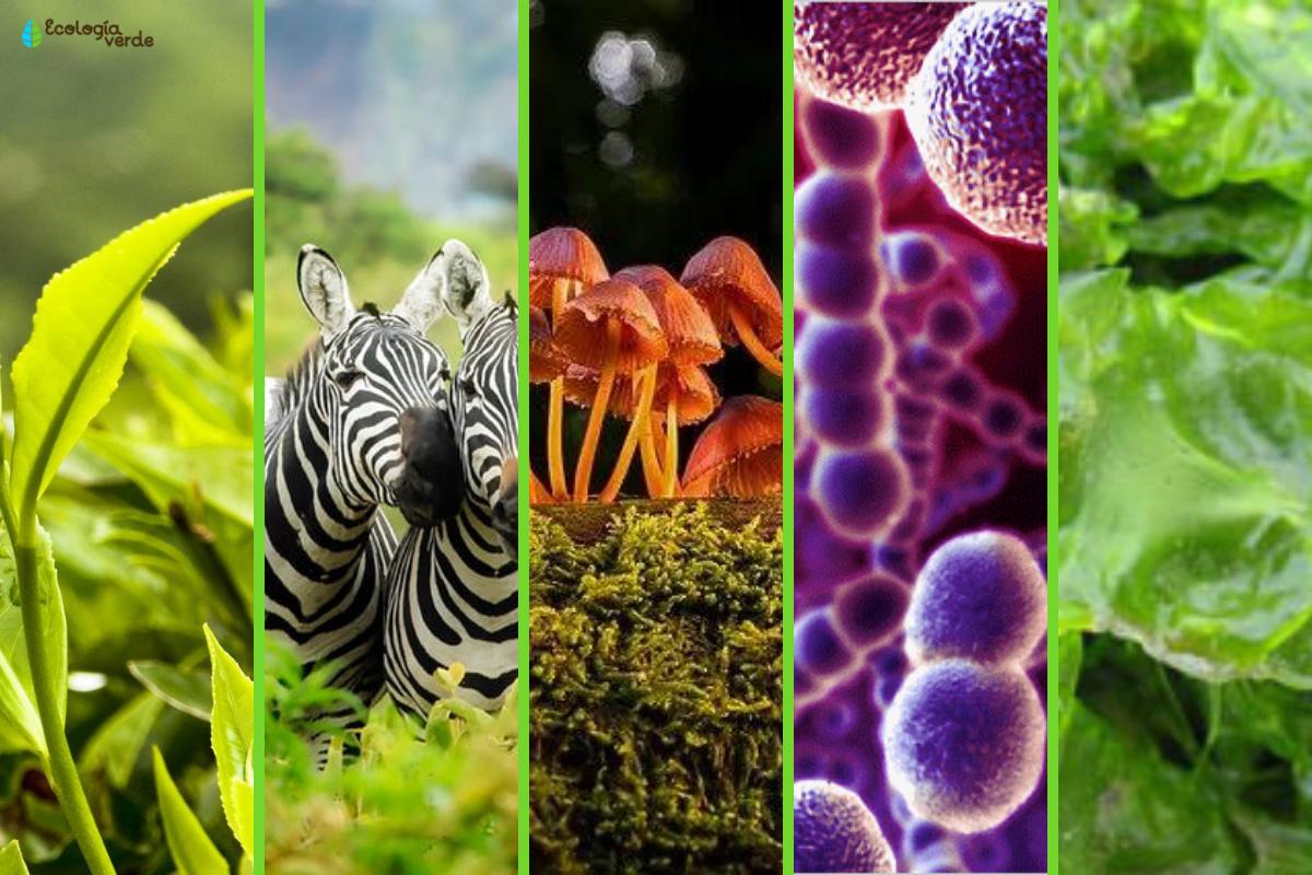 Los reinos de la naturaleza